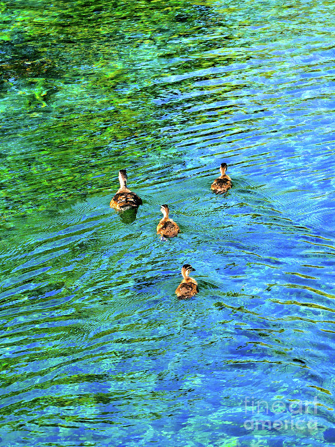 Woodies of the Comal Photograph by Gary Richards
