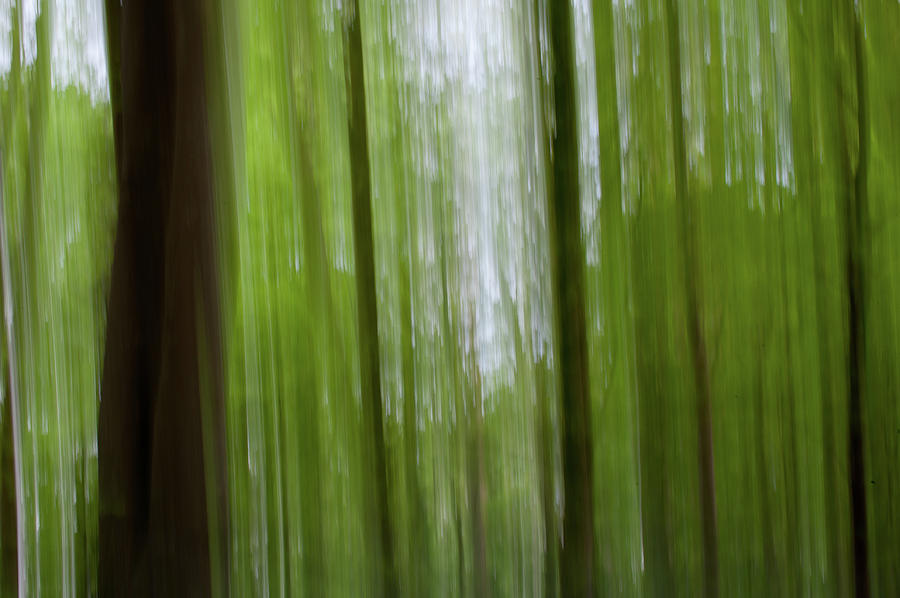 Woodland Abstract Photograph by Helen Jackson