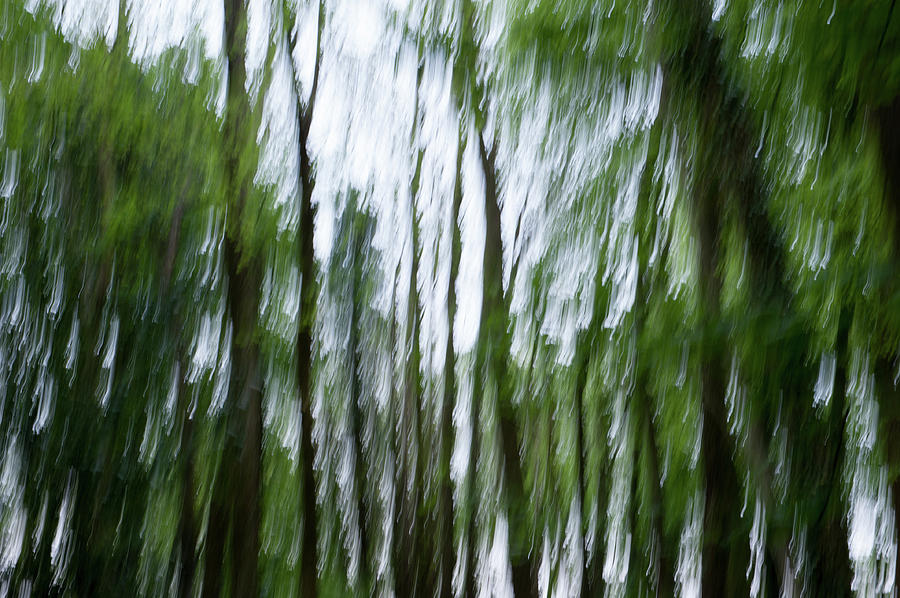 Woodland Abstract ii Photograph by Helen Jackson