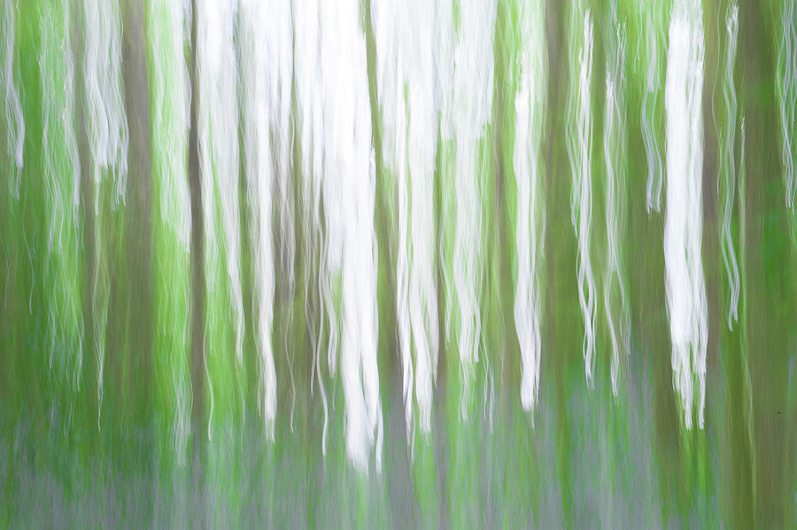 Woodland Abstract iii Photograph by Helen Jackson