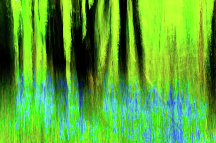 Woodland Abstract vi Photograph by Helen Jackson