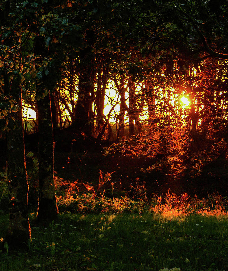 Woodland Autumnal Sunset Photograph