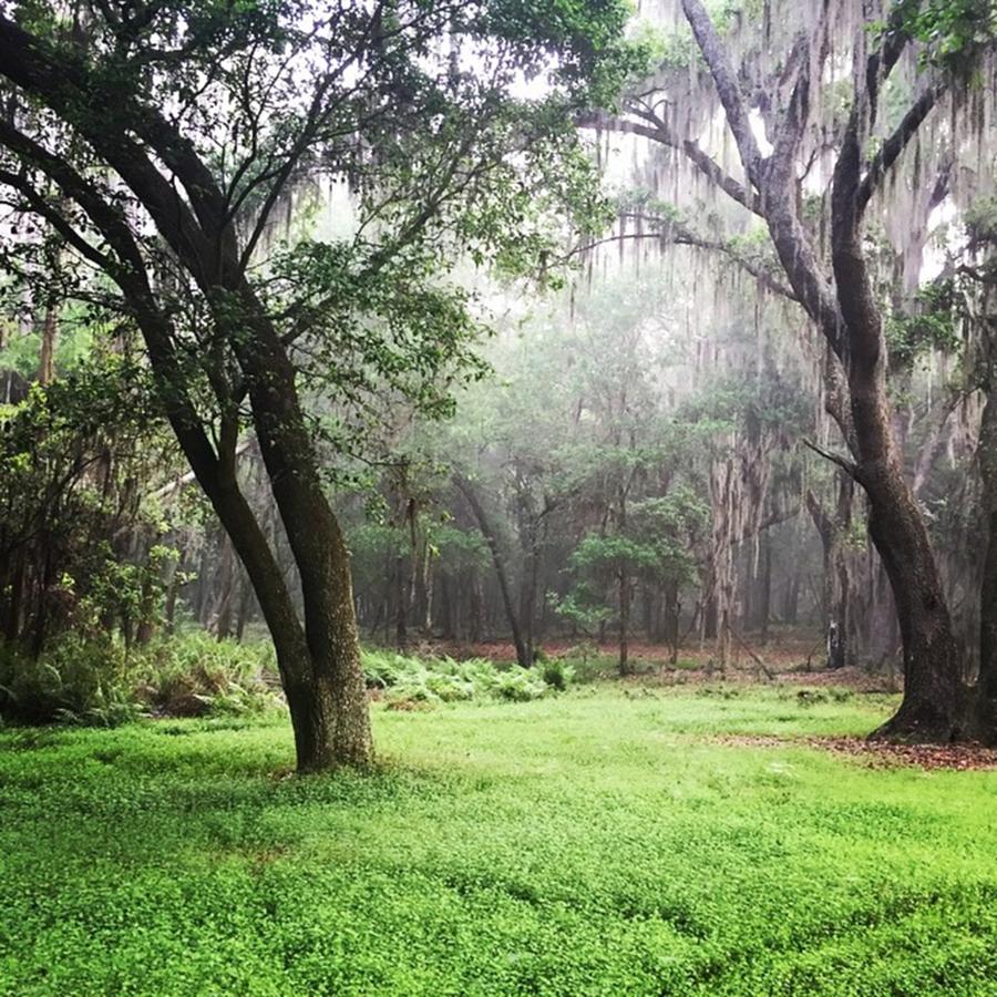 Nature Photograph - Woodland Behind The Nursery On A Foggy by Jessica OToole