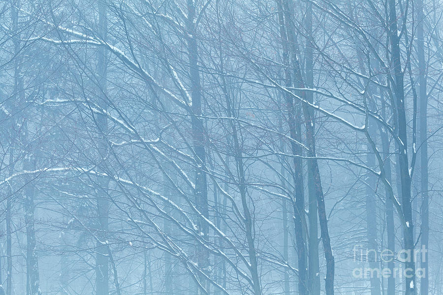 Winter Photograph - Woodland Blues by Alan L Graham