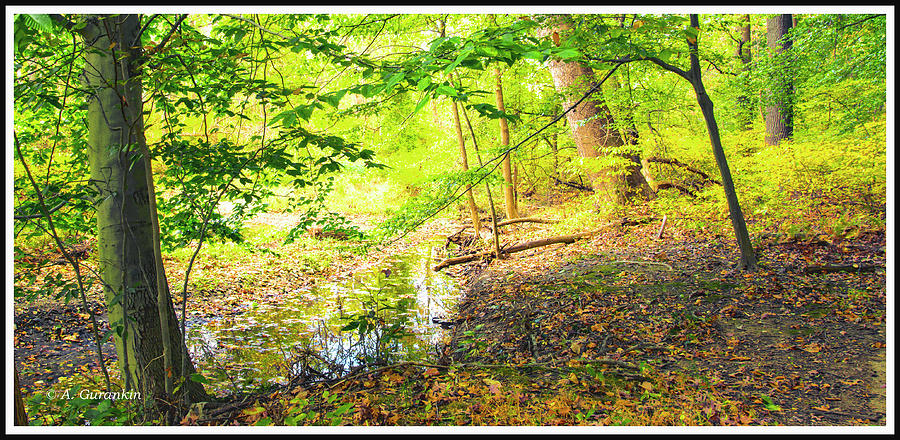 Woodland Brook in Autumn II Photograph by A Macarthur Gurmankin