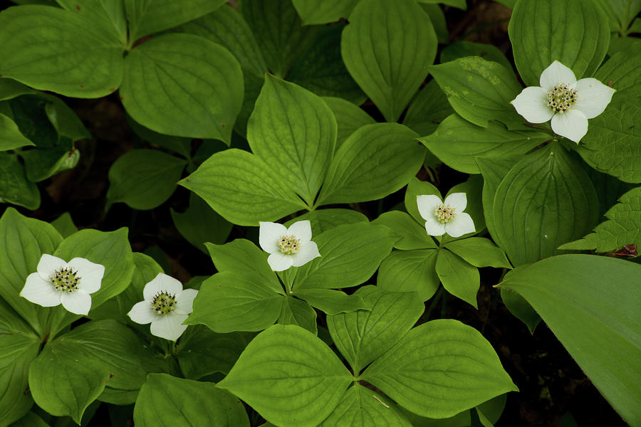 Woodland Bunchberry Blossoms Photograph by Irwin Barrett