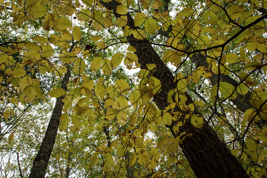 Woodland Canopy Photograph by Andrew Pacheco