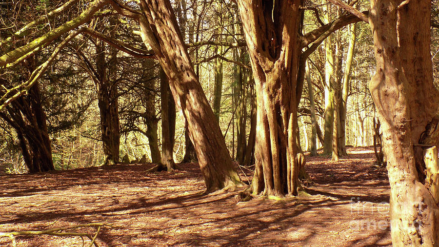 Tree Photograph - Woodland Clearing in Sun by Mike OHagan