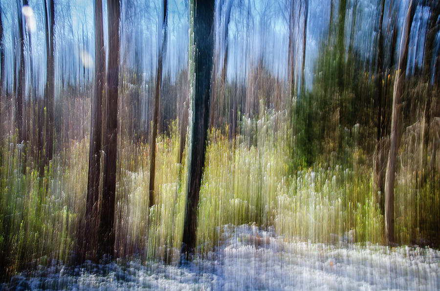 Woodland Dream Photograph by Jennifer Kano
