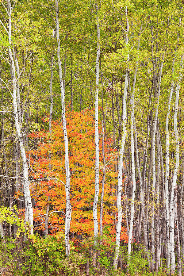 Woodland Fall Photograph by Alan L Graham