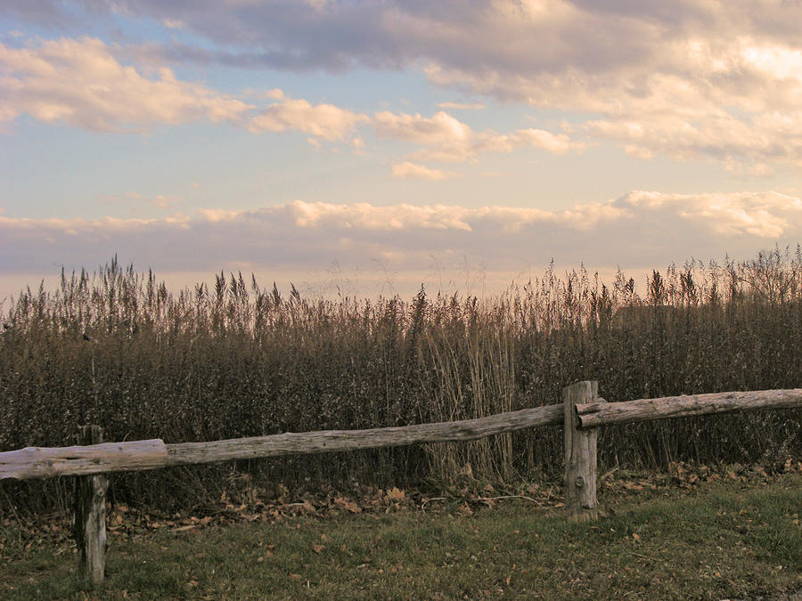 Woodland Fences - Marshes of Fairfield County CT Photograph by Margie Avellino