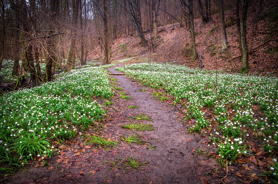 Woodland Field of Snowdrops Flowers Photograph by Jenny Rainbow