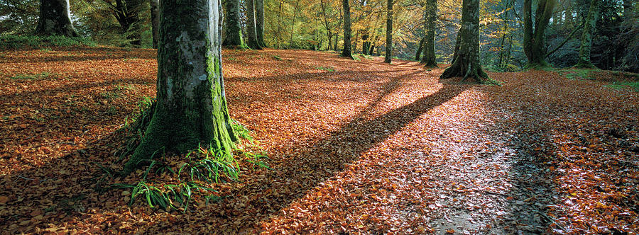 Woodland Floor In Autumn Photograph