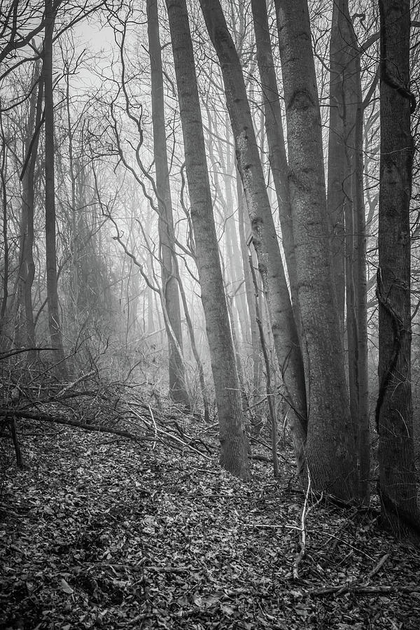 Woodland Fog Photograph by Bruce Pritchett