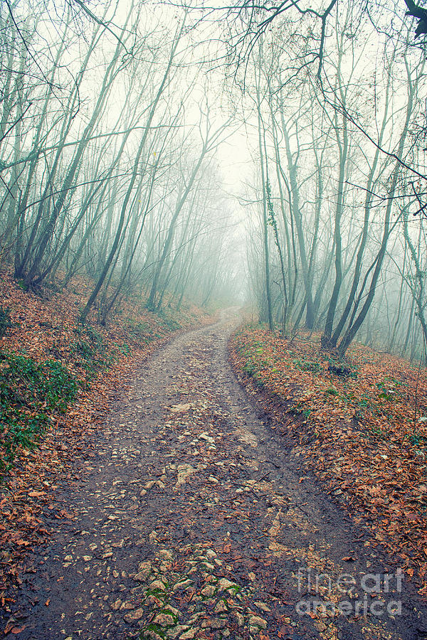 Winter Photograph - Woodland foggy by Giordano Aita
