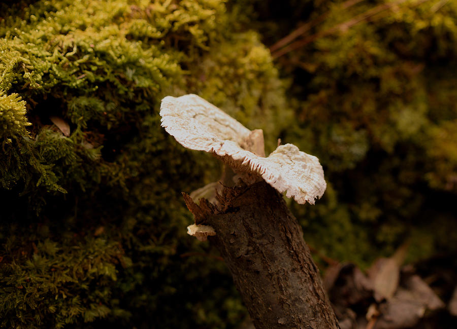 Woodland Fungus Photograph by Karen Harrison Brown