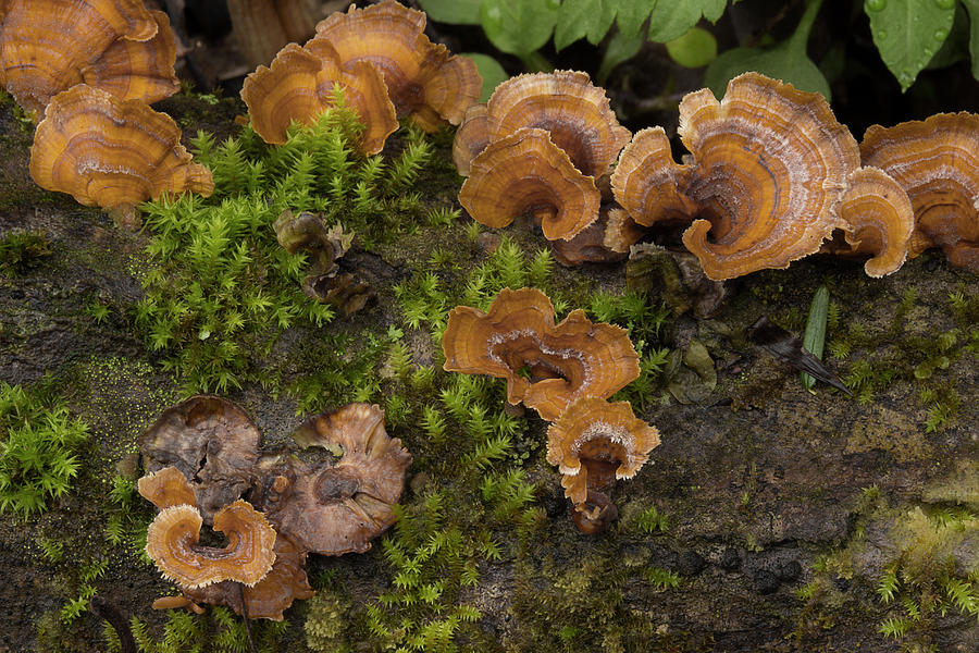 Woodland Fungus Photograph by Mike Eingle