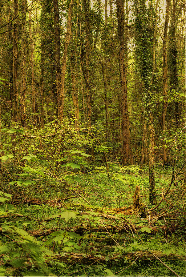 Woodland Glade Photograph by Alan Pickersgill