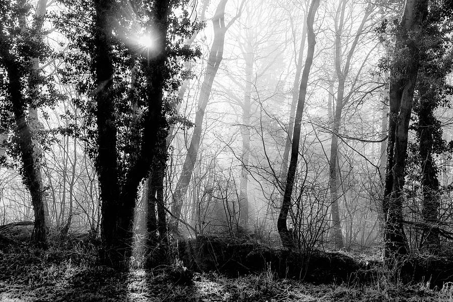 Nature Photograph - Woodland Glade  by Clare Bambers