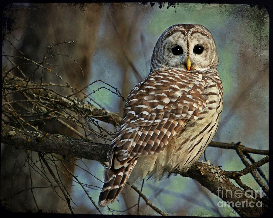 Owl Digital Art - Woodland Goddess by Heather King