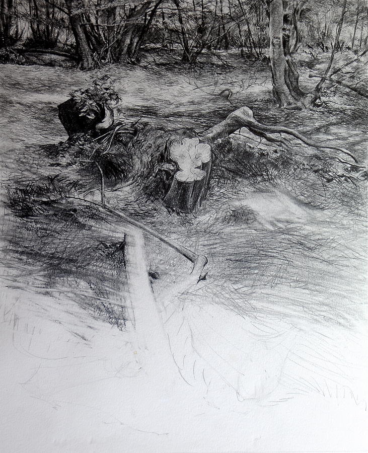 Woodland Drawing by Harry Robertson