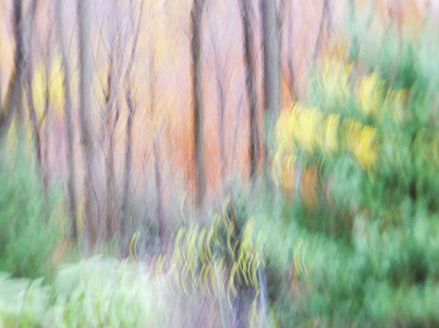 Abstract Trees Photograph - Woodland Hues 2 by Bernhart Hochleitner