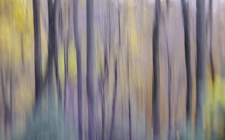 Woodland Hues by Bernhart Hochleitner Woodland Hues by Bernhart Hochleitner