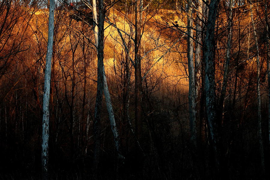 Woodland Illuminated Photograph by Bruce Patrick Smith