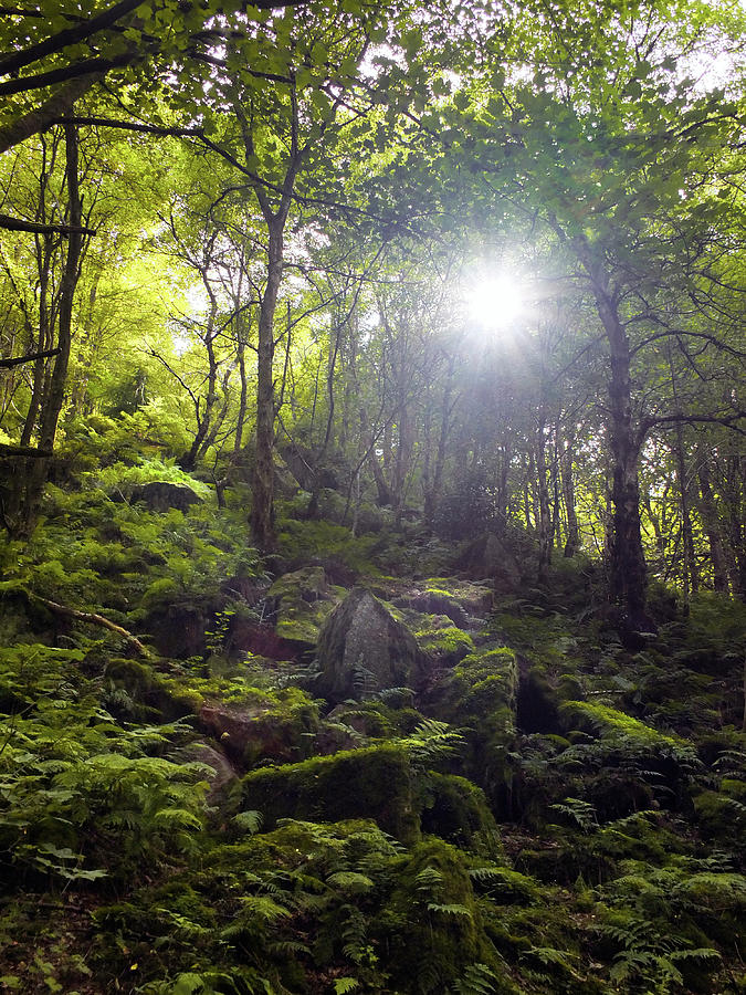 Woodland In A Valley Sun Though The Trees With Photograph by Philip ...