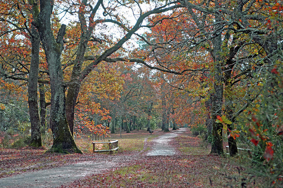Woodland In Autumn Photograph