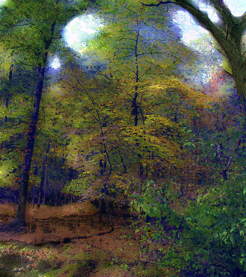 Woodland In Autumn Photograph by Cedric Hampton