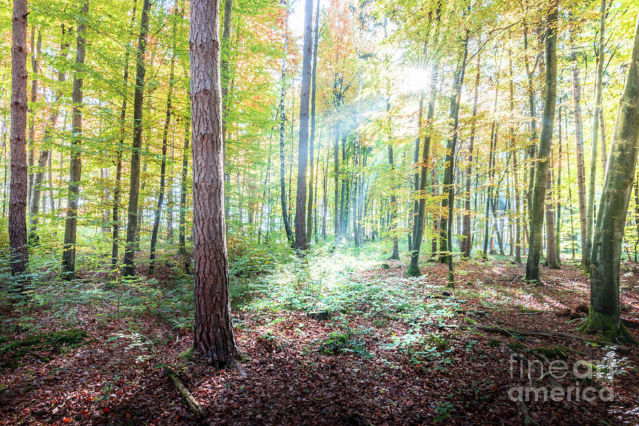 Woodland In Fall Photograph by Hannes Cmarits