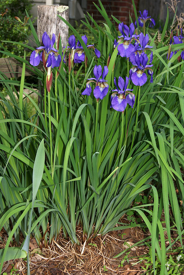 Woodland Iris Photograph by Margie Avellino