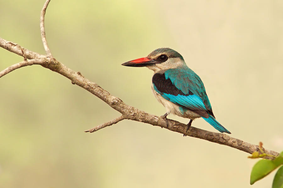 Woodland Kingfisher Photograph