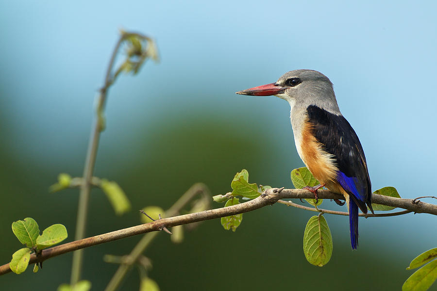 Kingfisher Photograph - Woodland Kingfisher by Johan Elzenga
