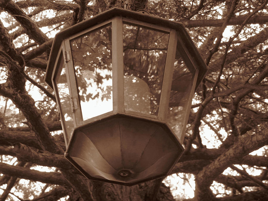 Tree Photograph - Woodland Lantern by Samantha Wagner