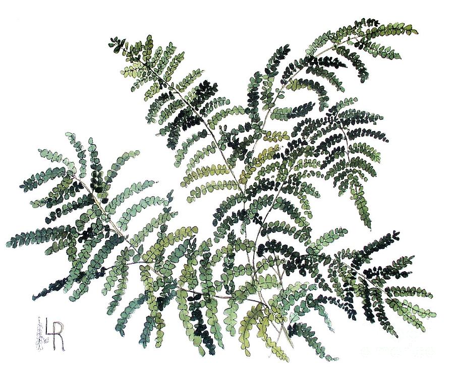 Woodland Maiden Fern Painting by Laurie Rohner