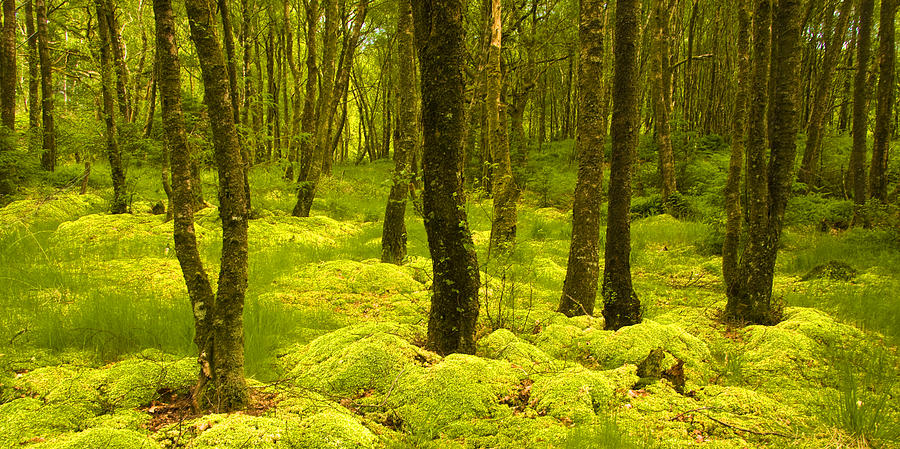 Woodland Moss Rowardennan Photograph by John McKinlay
