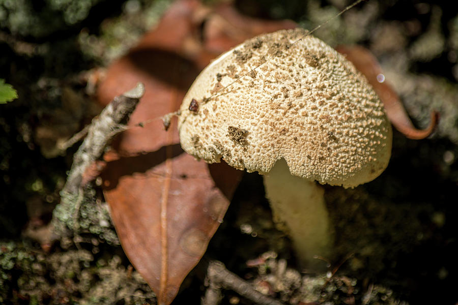 Woodland Mushroom Photograph by Andy Smetzer