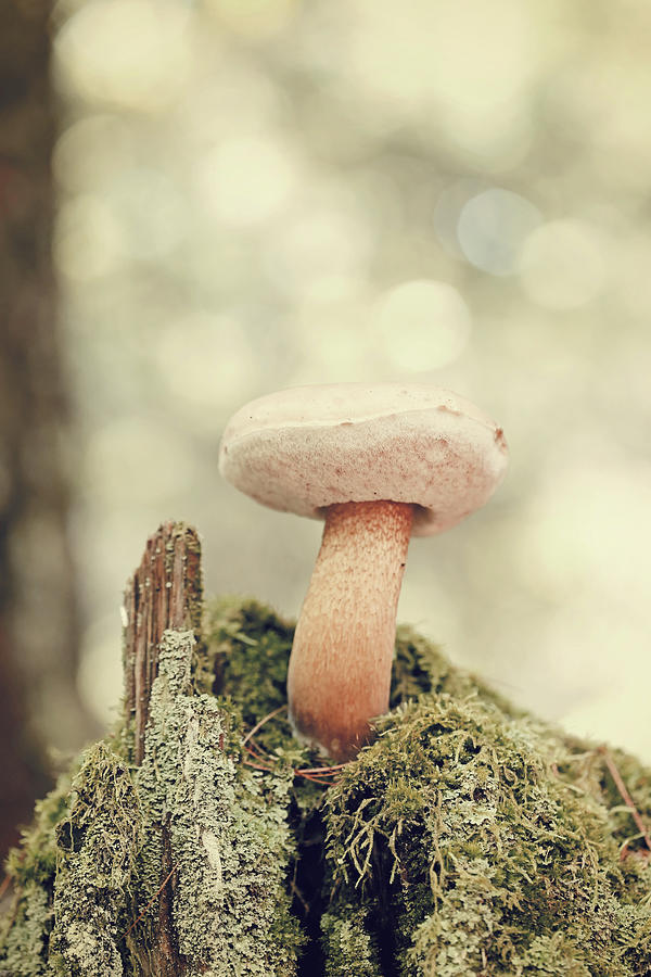 Woodland Mushroom Photograph by Brooke T Ryan