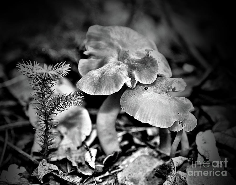 Woodland Mushrooms In Black And White Photograph by Smilin Eyes Treasures
