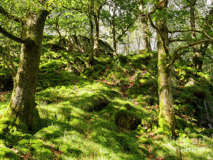 Woodland on Loughrigg Fell in the Lake District Photograph by Louise ...