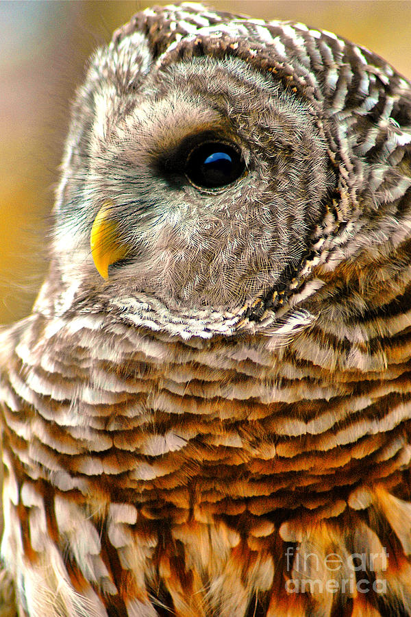 Woodland Owl Photograph by Adam Olsen
