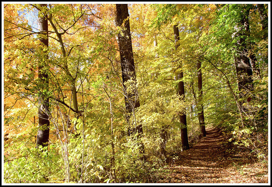 Woodland Path, Autumn Photograph by A Macarthur Gurmankin