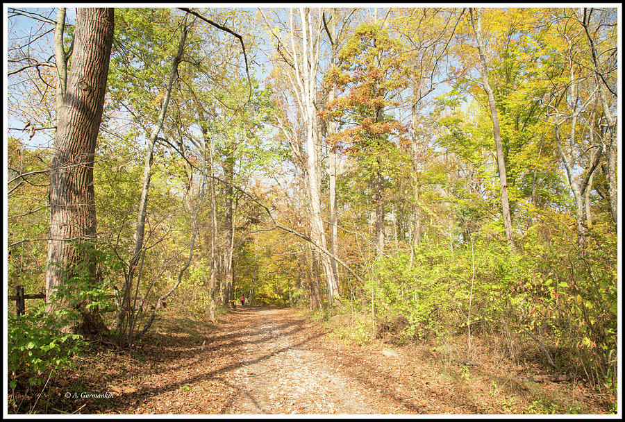 Woodland Path, Autumn, Montgomery County, Pennsylvania Photograph by A Macarthur Gurmankin