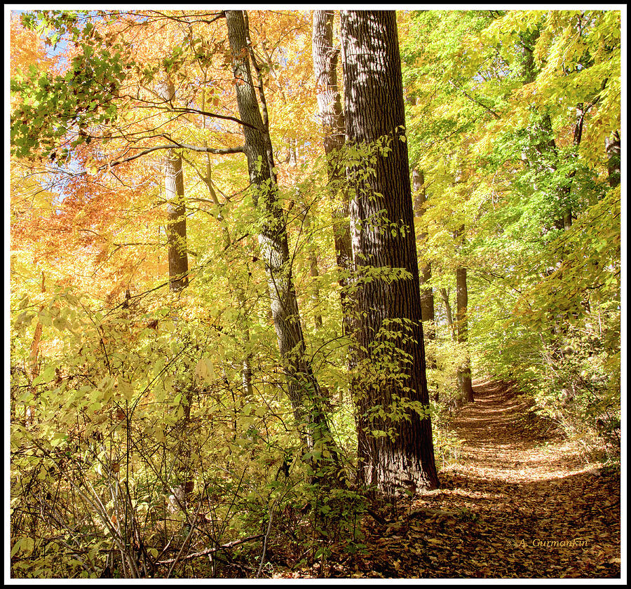 Woodland Path, Autumn, Southeastern Pennsylvania Photograph by A Macarthur Gurmankin