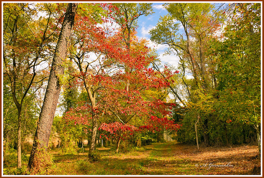 Woodland Path in Autumn  Photograph by A Macarthur Gurmankin