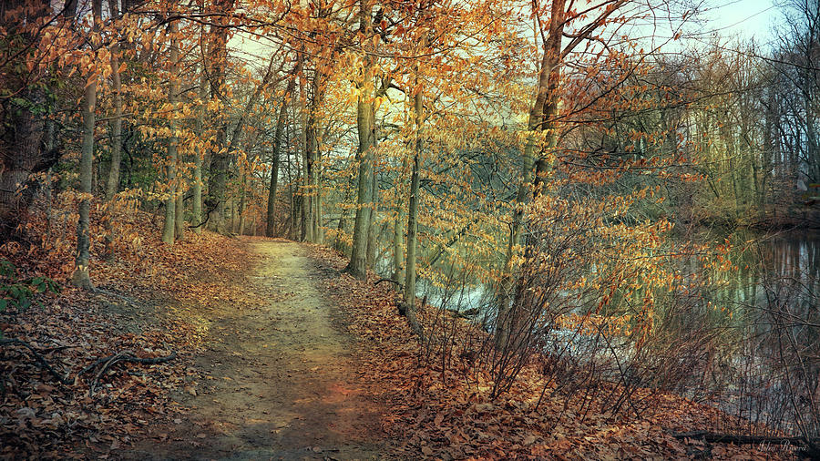 Tree Photograph - Woodland Path by John Rivera