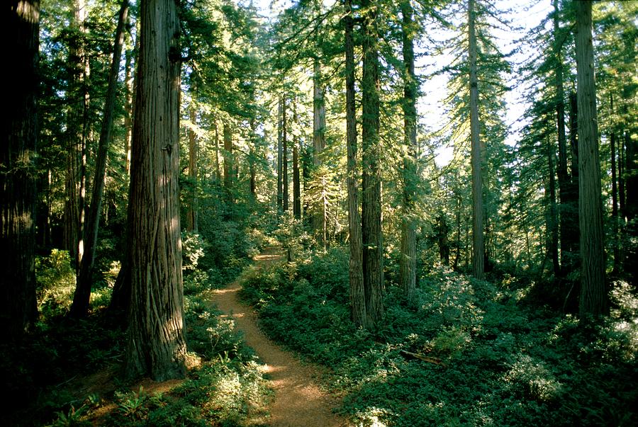 Sequoia Trees Photograph - Woodland Path Winding Through A Grove by James P. Blair Sequoia Trees Photograph - Woodland Path Winding Through A Grove by James P. Blair