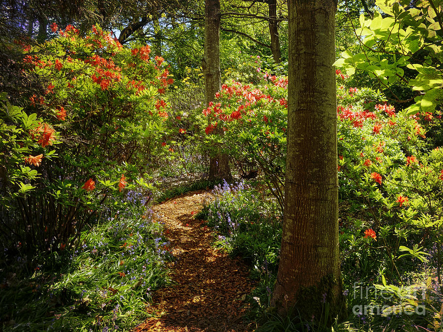 Woodland Path with Rhododendrons Photograph by Maria Janicki